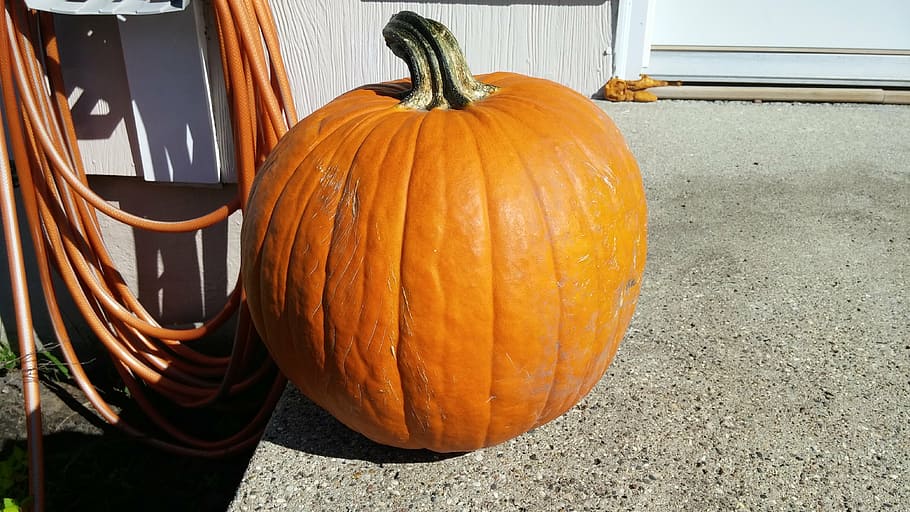 pumpkin, fall, orange, holiday, decoration, october, autumn HD wallpaper