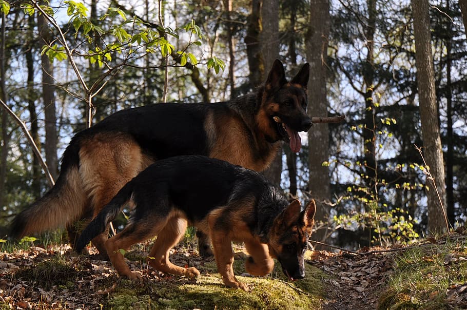 two adult German shepherd and puppy near the tree, forest, dog HD wallpaper