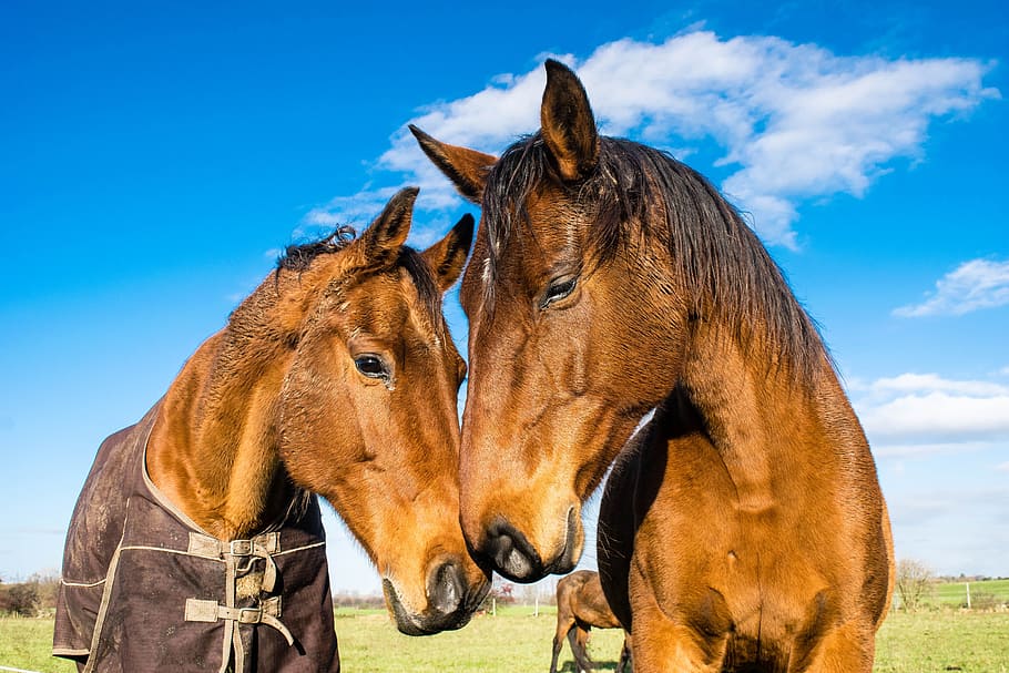 two brown horses on green grass field during daytime, affection HD wallpaper