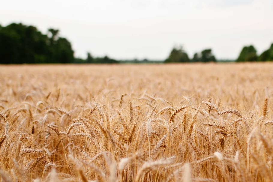 wheat, plants, fields, agriculture, landscape, crop, rural scene HD wallpaper