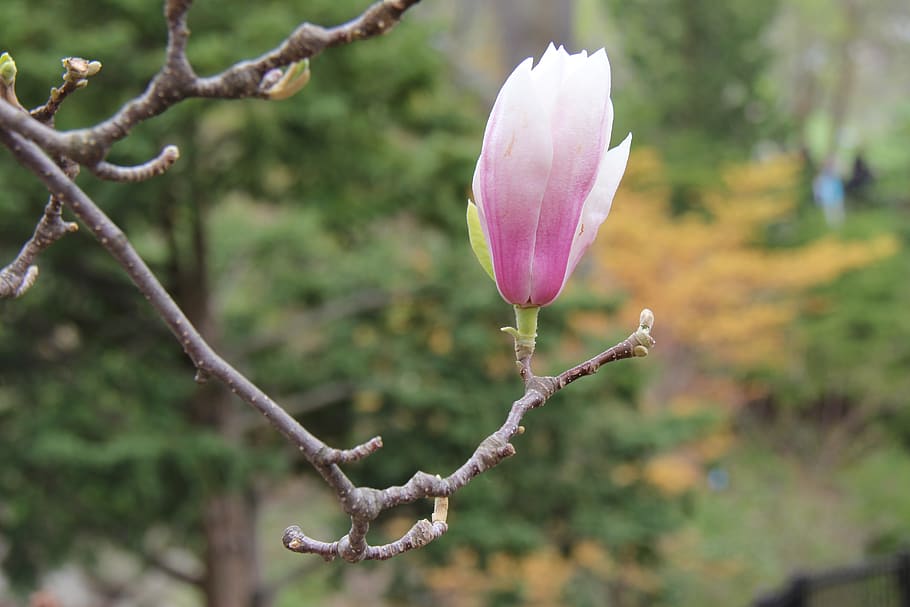 nature, flower, leaf, outdoors, tree, flora, cherry blossom HD wallpaper