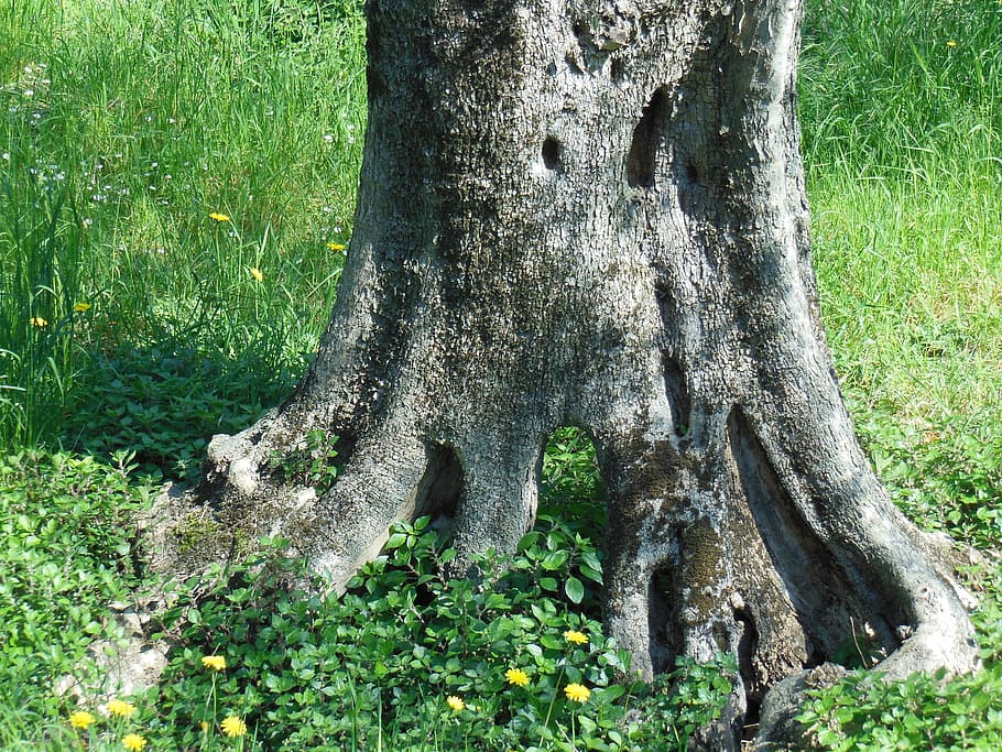 olive tree, old olive tree, log, wood, structure, tribe, olive root HD wallpaper