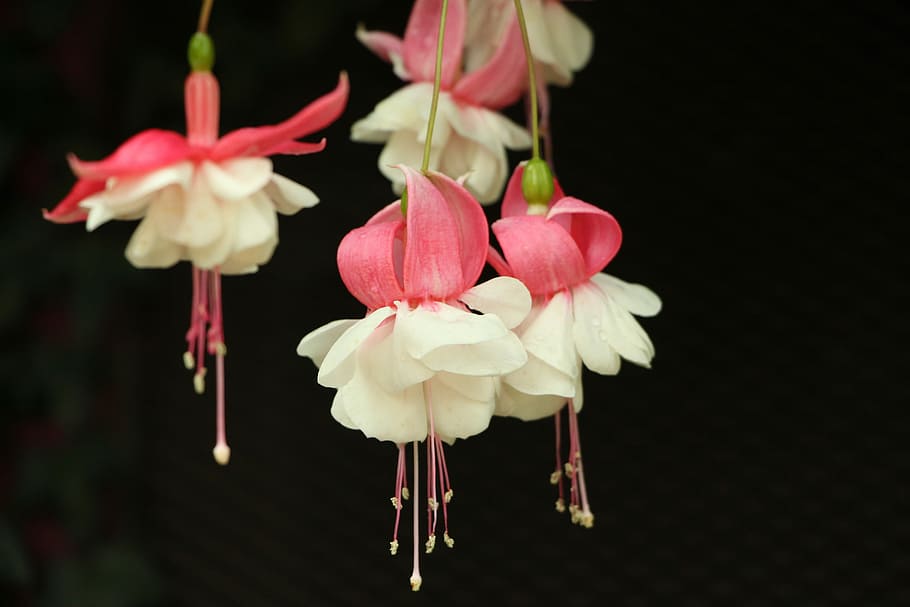 white and pink petaled flowers, white and pink petaled flowers on black background HD wallpaper