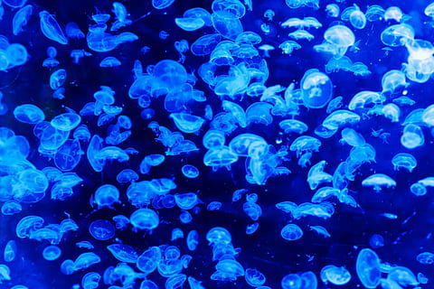 kirlian photography of school of jelly fish, animal, blue, pattern HD wallpaper