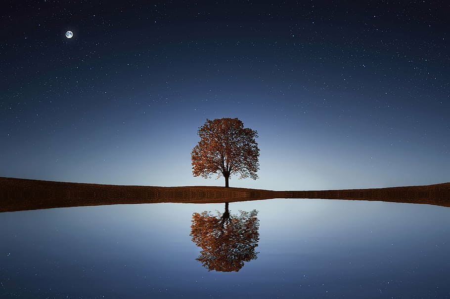 body of water with tree under full moon, sunlight, background