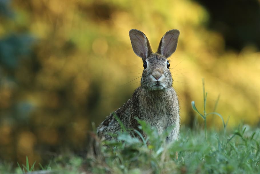 gopher, animal, green, grass, outdoor, nature, animal themes HD wallpaper