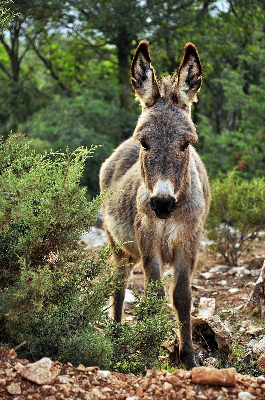 HD wallpaper: nature, animal, cute, outdoors, donkey ...