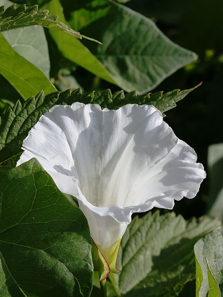flower, white, nature, dark background, green, leaf, plant part HD wallpaper
