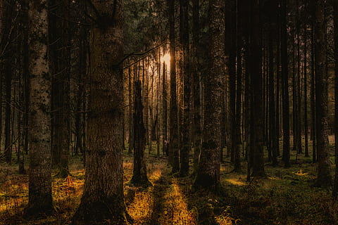 strand of trees during daytime, forest, landscape, nature, panorama HD wallpaper