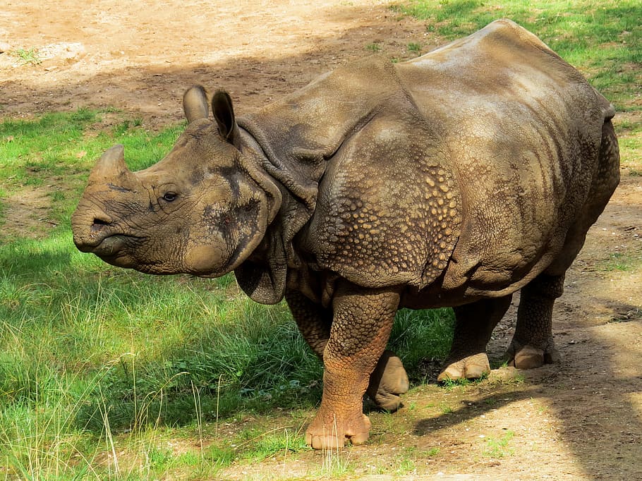brown rhinoceros on green grasses, pachyderm, horn, zoo, big game, HD wallpaper