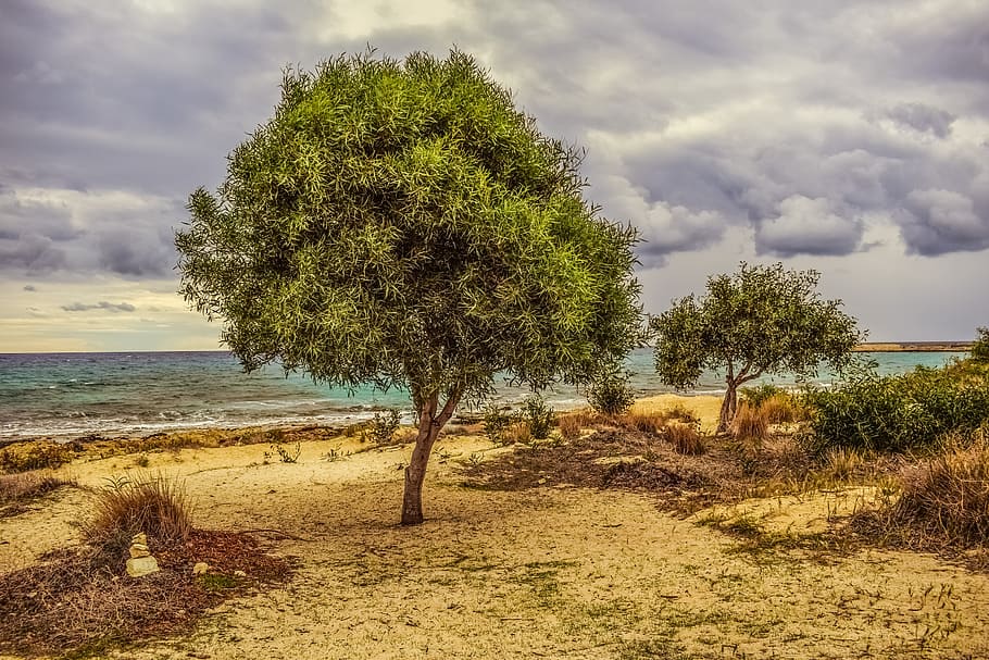 tree, dunes, sea, beach, nature, scenery, horizon, landscape HD wallpaper