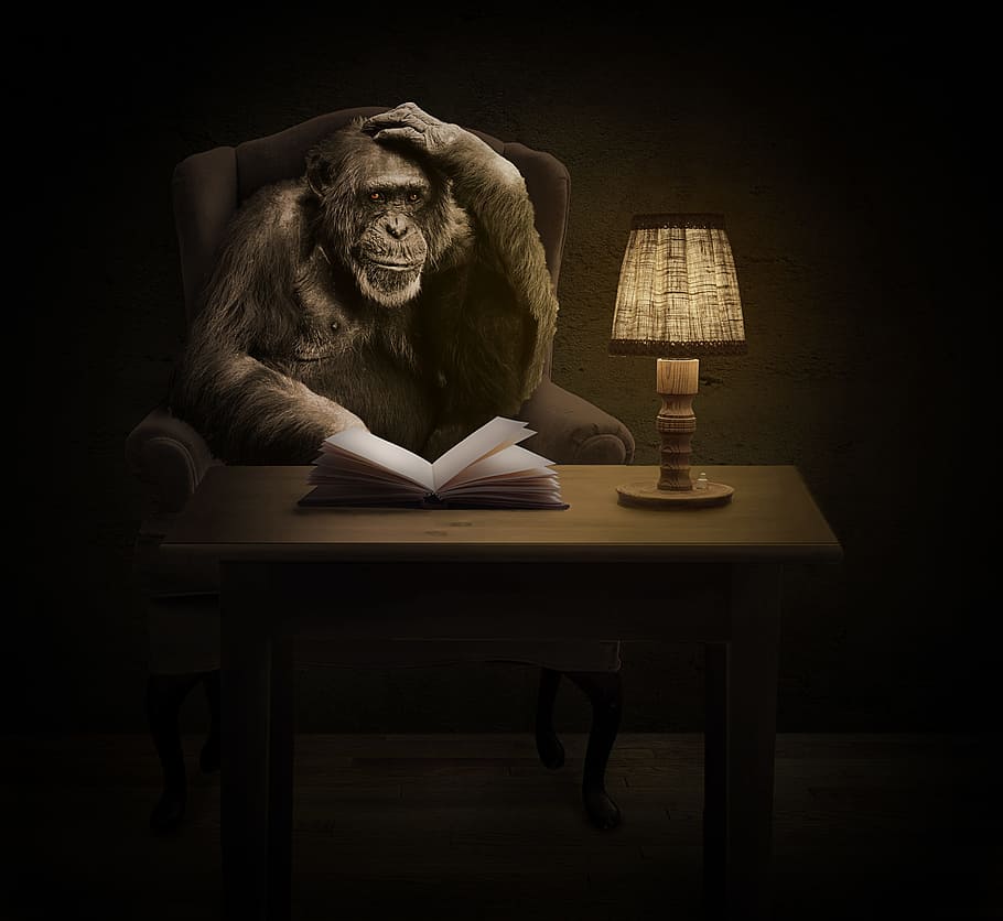 black monkey sitting on sofa chair beside white book and brown table lamp on brown wooden table, HD wallpaper