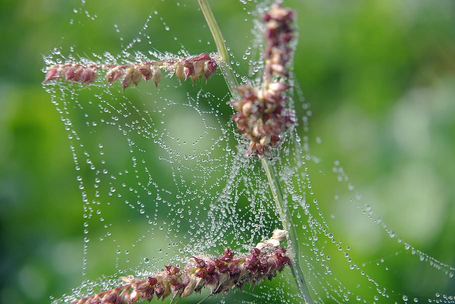 Cobwebs, Drip, Macro, Close, Nature, spider web, close-up, focus on foreground HD wallpaper