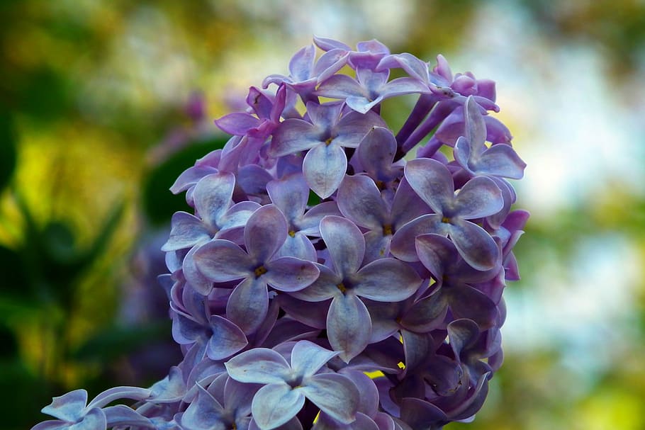 flower, without, blue, plant, nature, garden, floral, closeup HD wallpaper