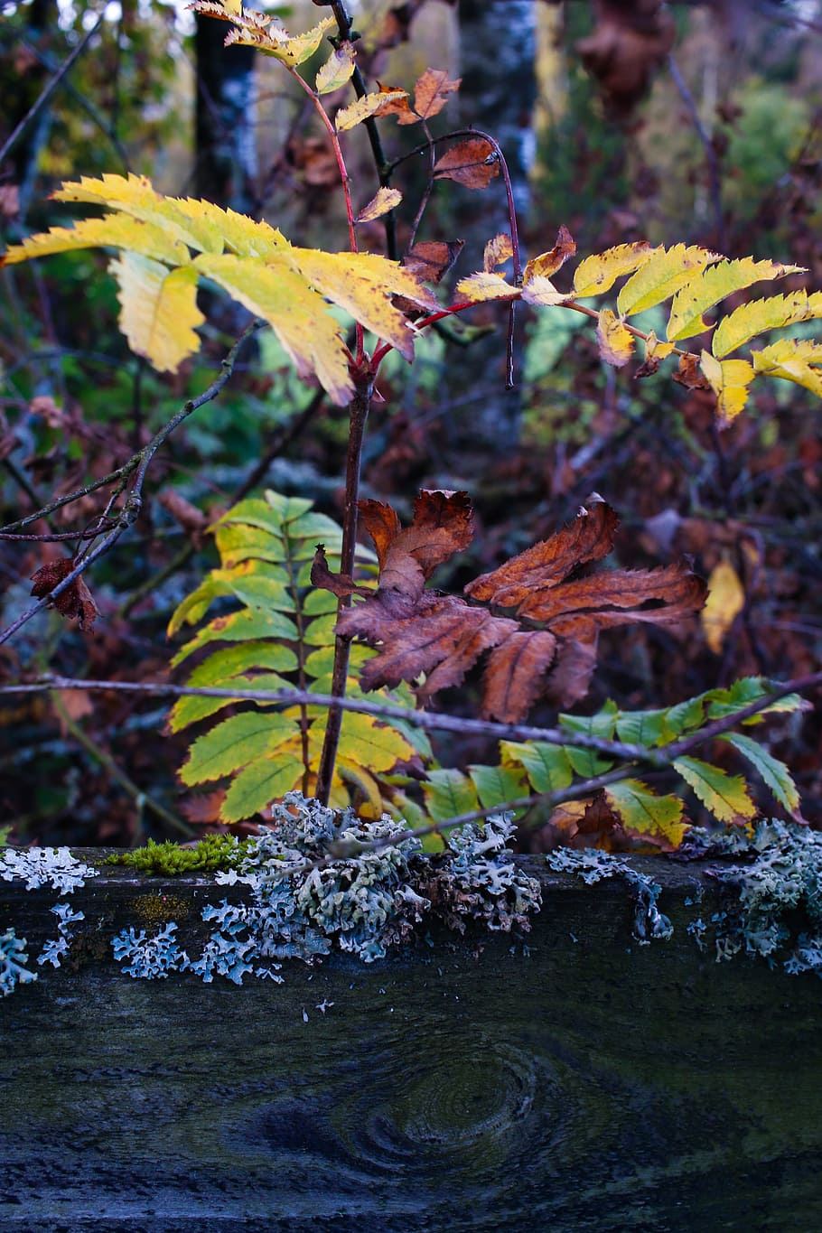 autumn leaves, nature, leaf, tree, fall, grid, plant, growth HD wallpaper