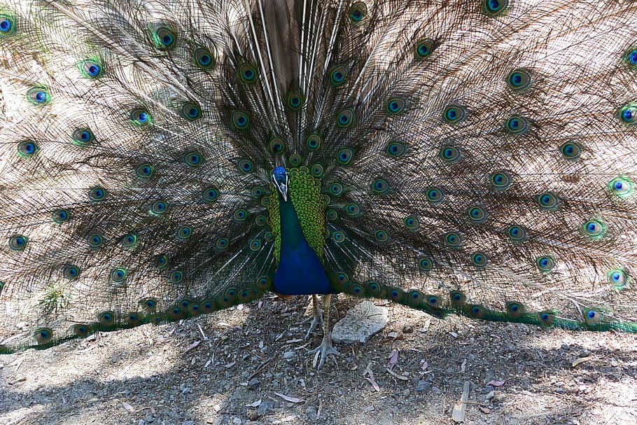 Peacock, Bird, Up, fluffed up, one animal, animal themes, animal wildlife HD wallpaper