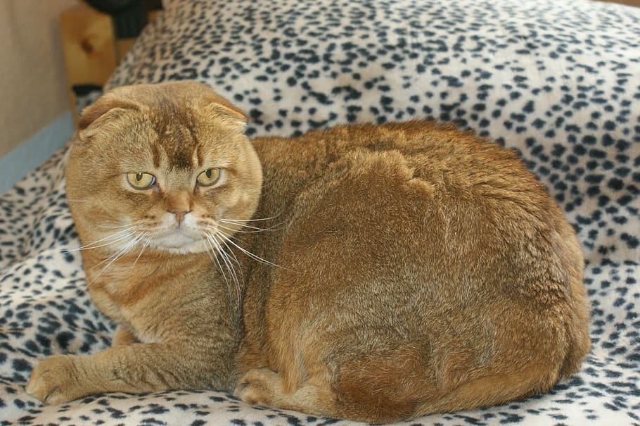 scottish, fold, cat, brit, brittisch shorthair, portrait, domestic cat HD wallpaper
