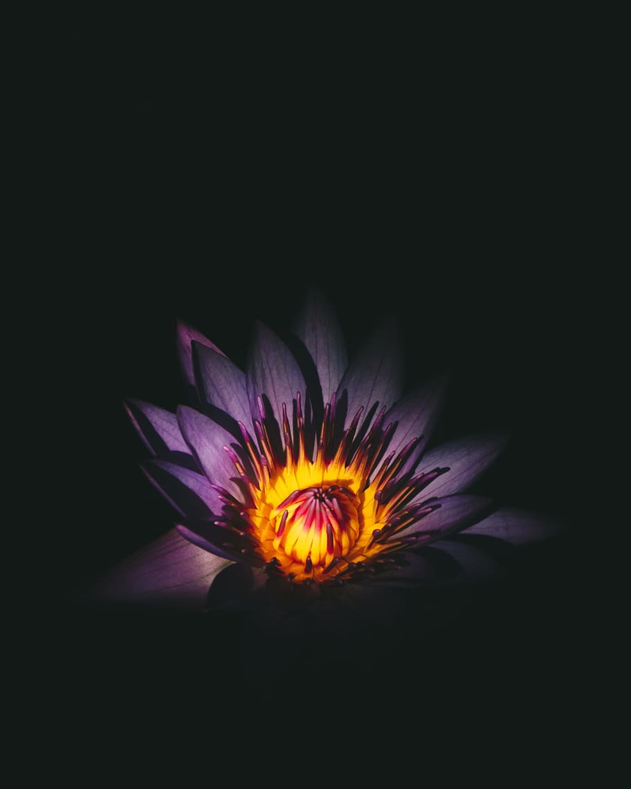 flower, light, petal, bloom, garden, plant, nature, autumn HD wallpaper
