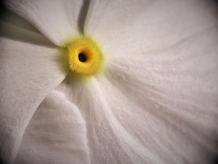 macro, flower, white, yellow, flowering plant, fragility, petal HD wallpaper