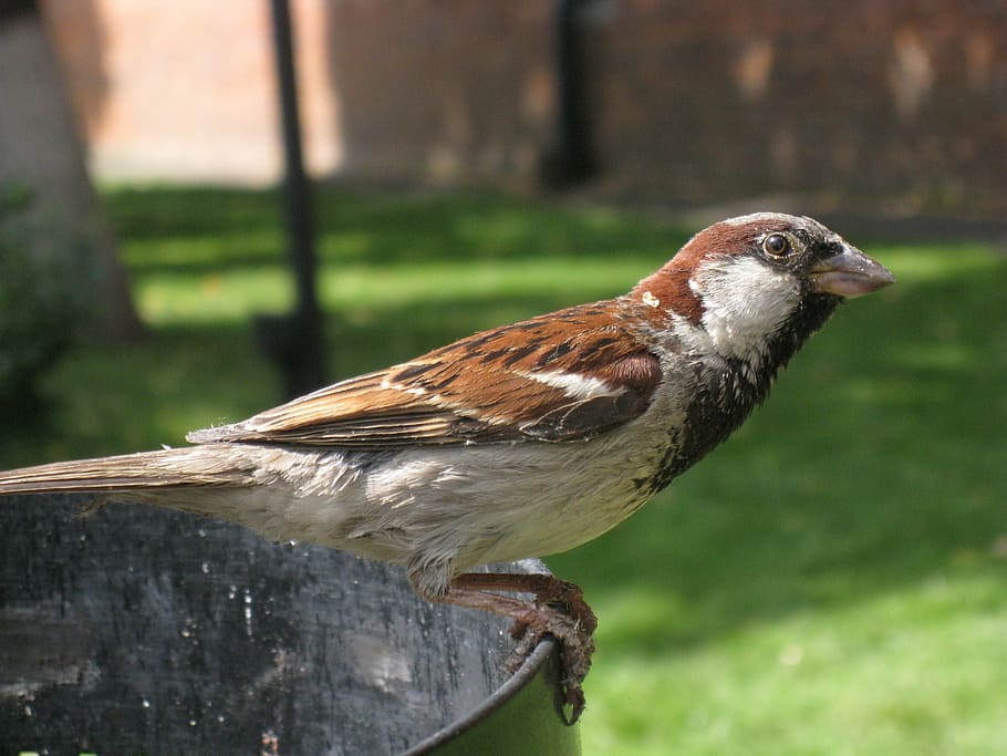 sparrow, bird, perched, portrait, profile, wildlife, nature HD wallpaper