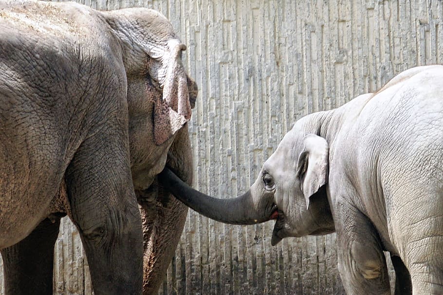 Elephant, Young Animal, Proboscis, mammal, wildlife, large HD wallpaper