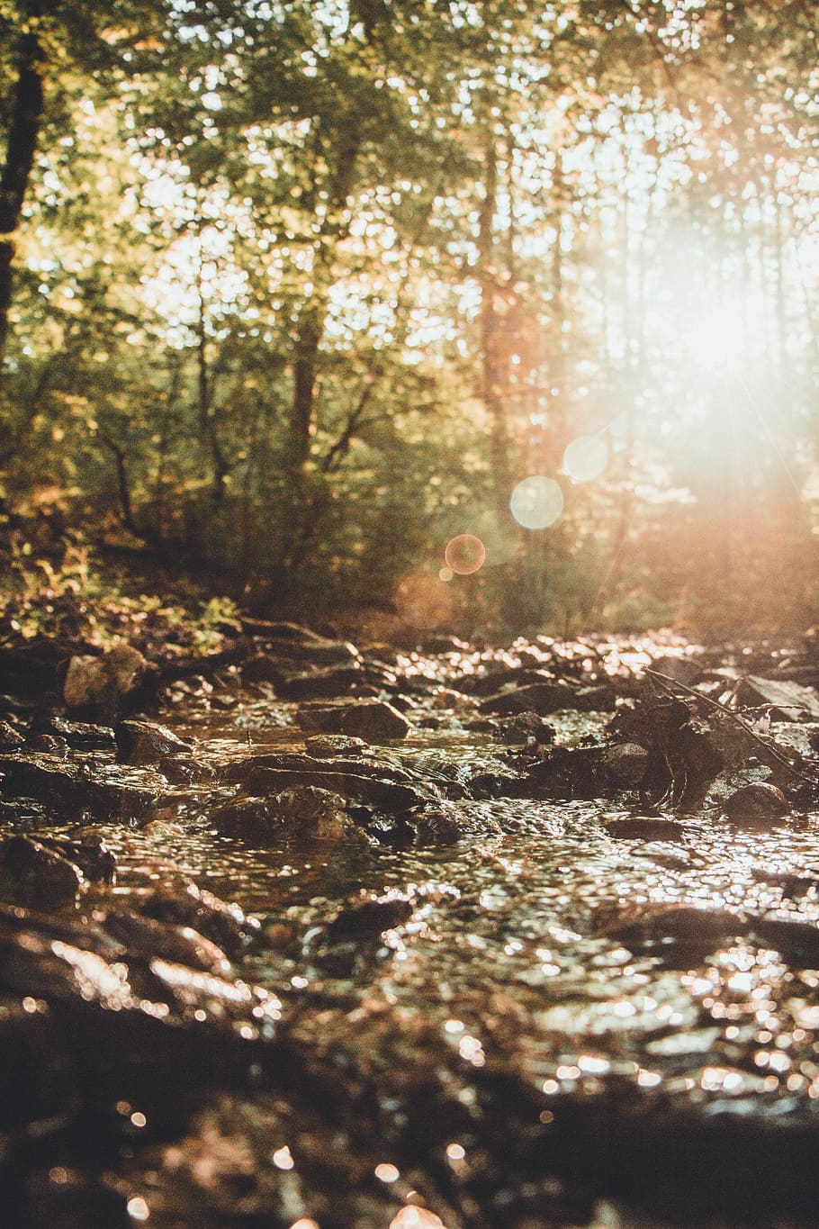 river in forest field, water flowing on rocks near trees, nature HD wallpaper