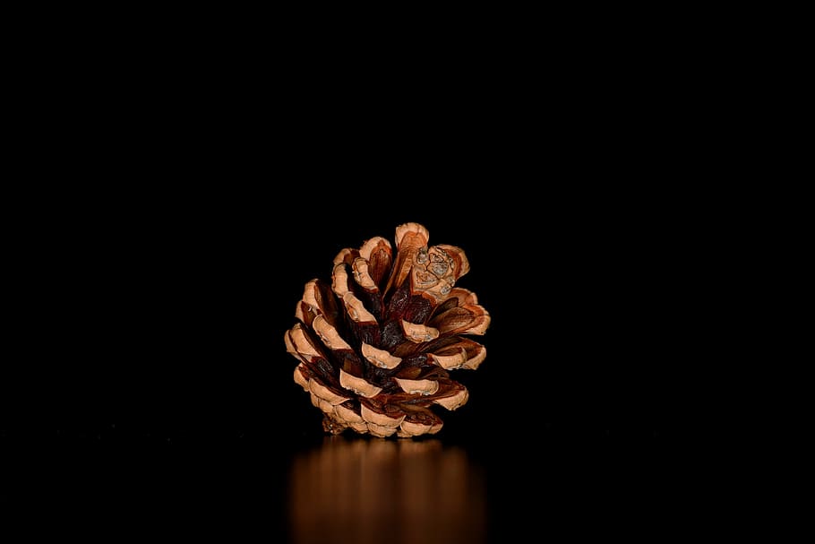 pine cone with black surface, tap, pine cones, studio shot HD wallpaper