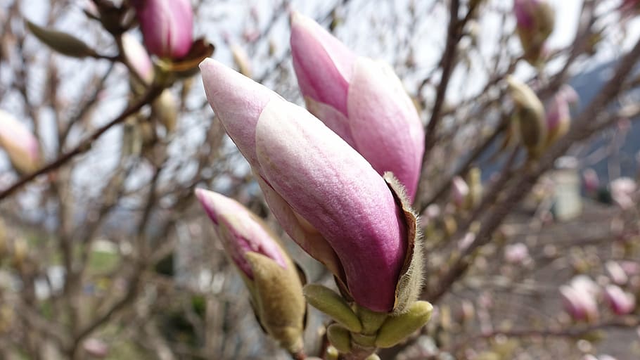 spring, summer, flower, nature, plant, bloom, garden, close HD wallpaper