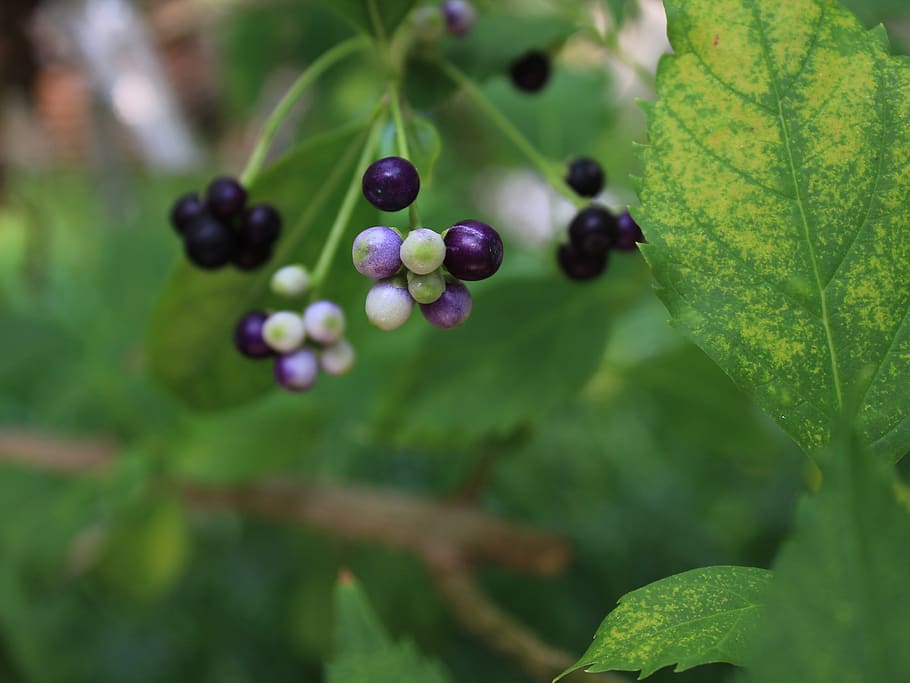 fruit, green, violet, food and drink, healthy eating, freshness HD wallpaper