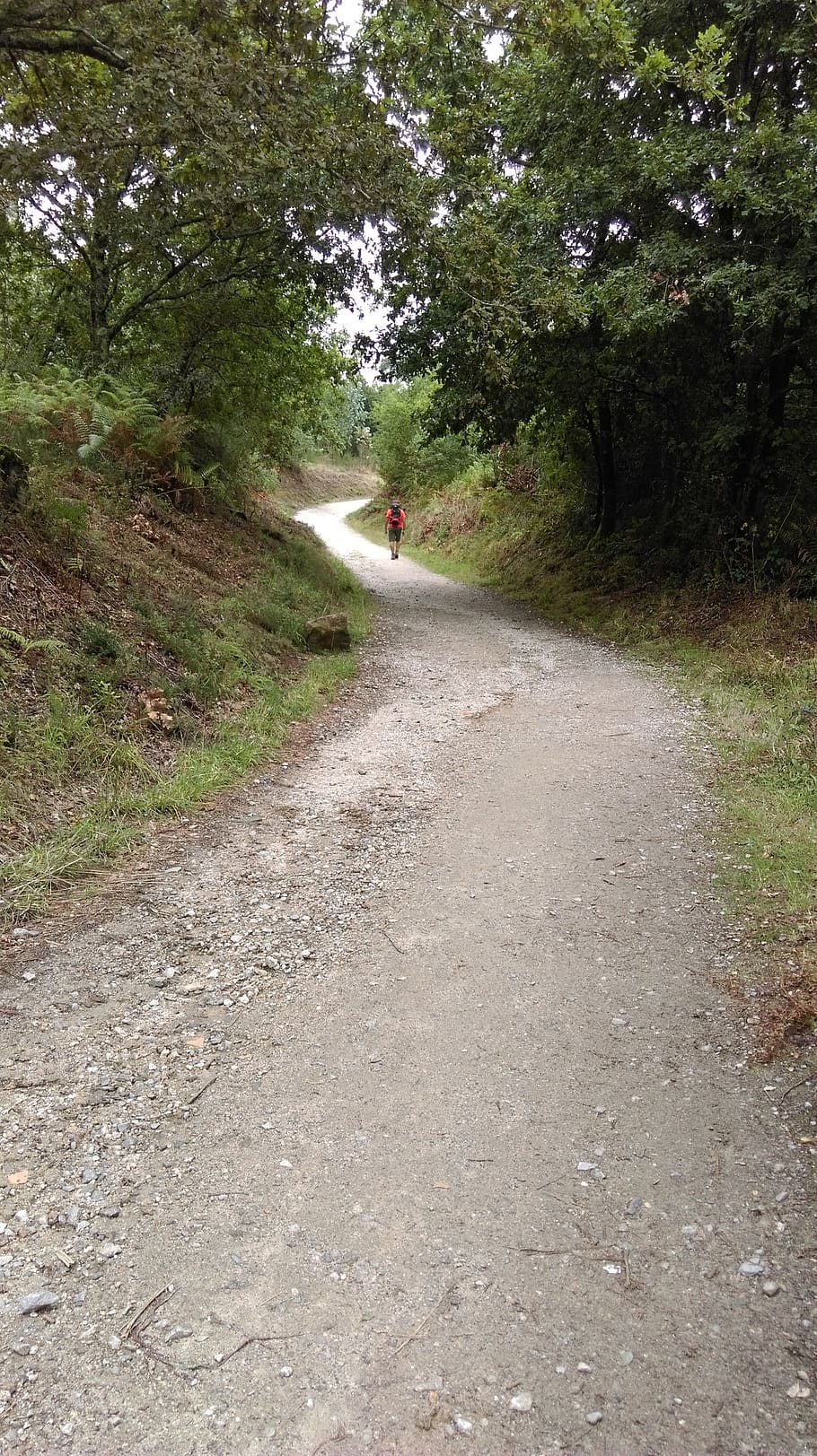 path, pilgrim, santiago, walk, excursion, character, forest HD wallpaper