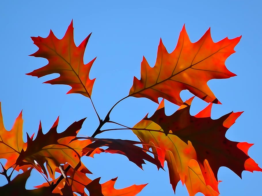 foliage, autumn, the decrease in, autumn gold, colors, orange, HD wallpaper