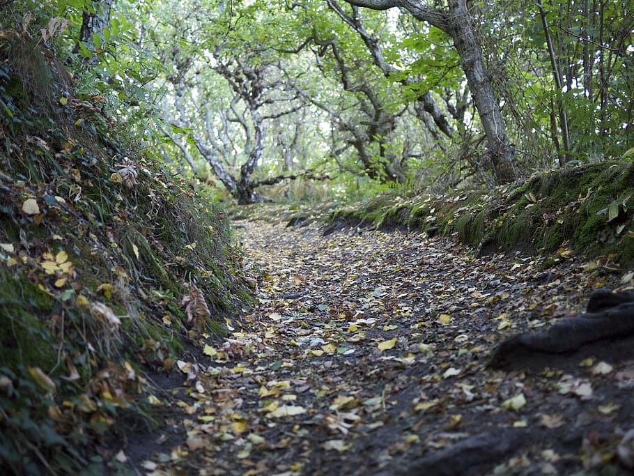 path, green, bornholm, tree, organic, agriculture, outdoors HD wallpaper