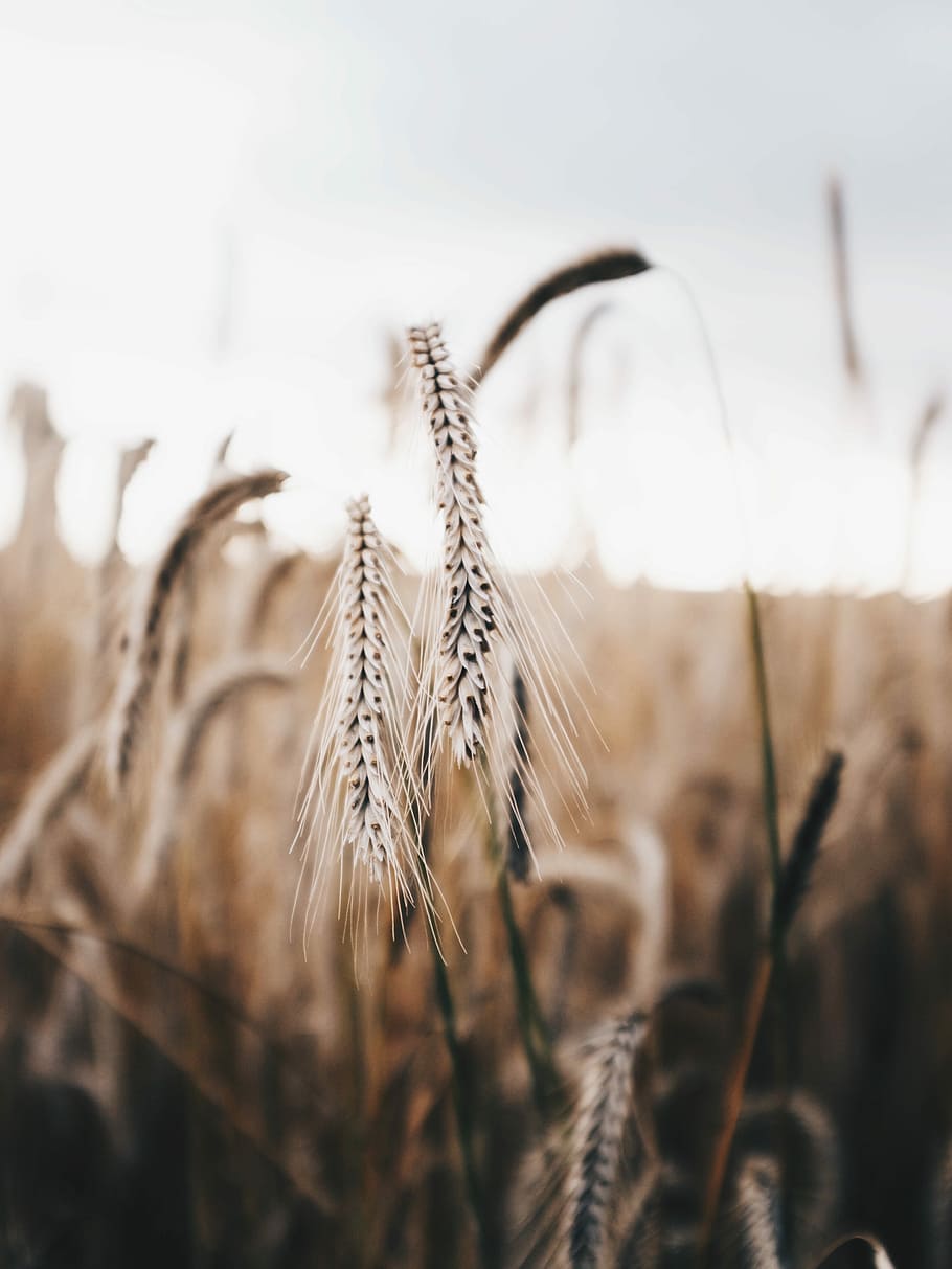 Golden Hour Wheat, selective focus photography of plant, grass HD wallpaper