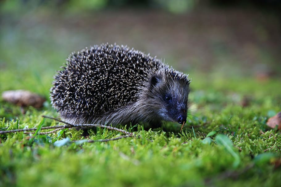 grey hedgehog, animals, nature, forest, animal themes, one animal HD wallpaper