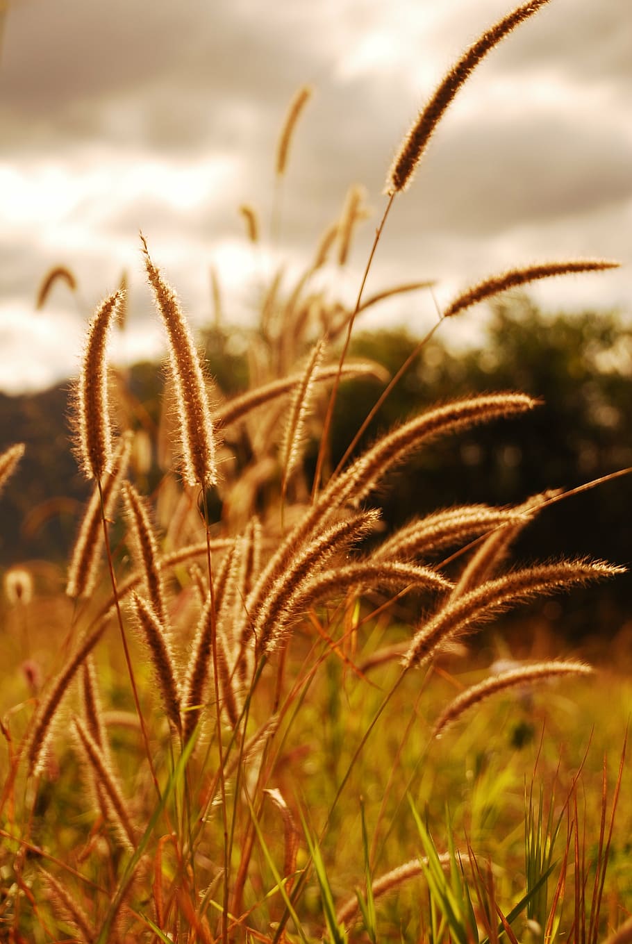 grass, nature, summer, field, dry, autumn, evening, growth HD wallpaper