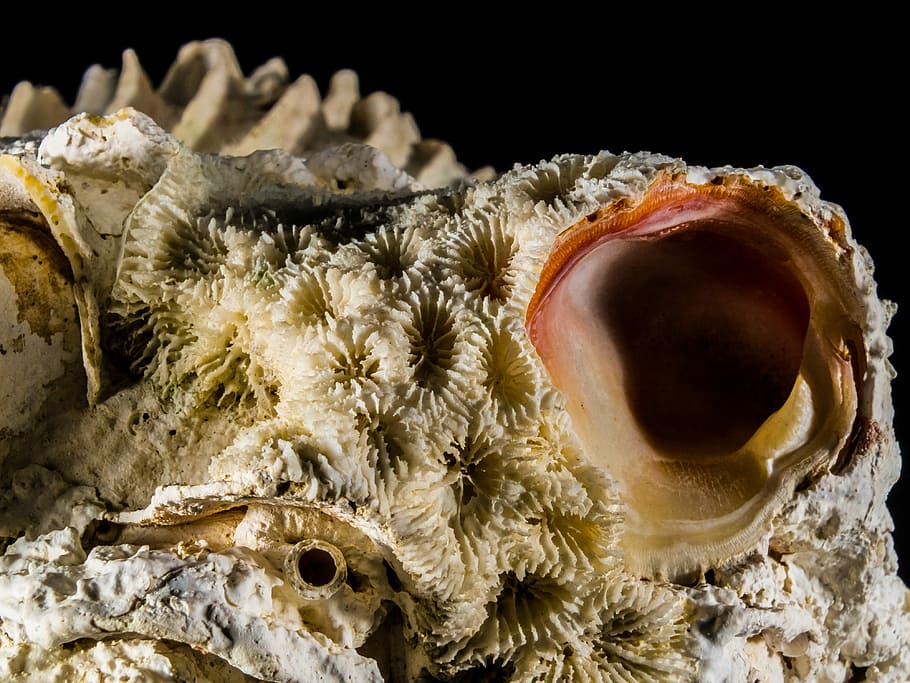 Shell, Limescale, Close, close-up, no people, one animal, black background HD wallpaper