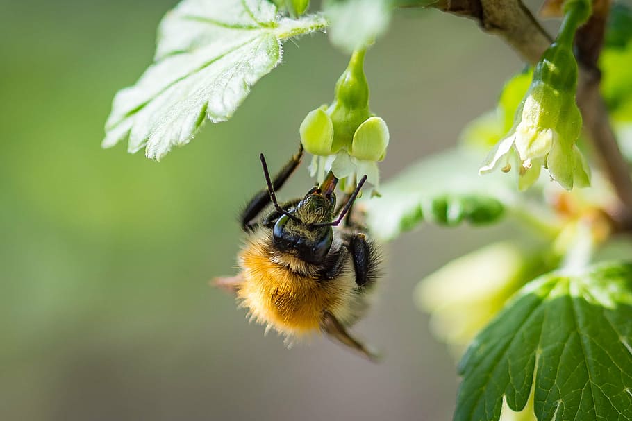 brown and black bee on white petal flower, hummel, acker hummel HD wallpaper