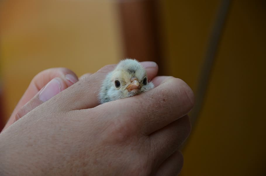chicken, yellow, hand, close, animal themes, one animal, human body part HD wallpaper