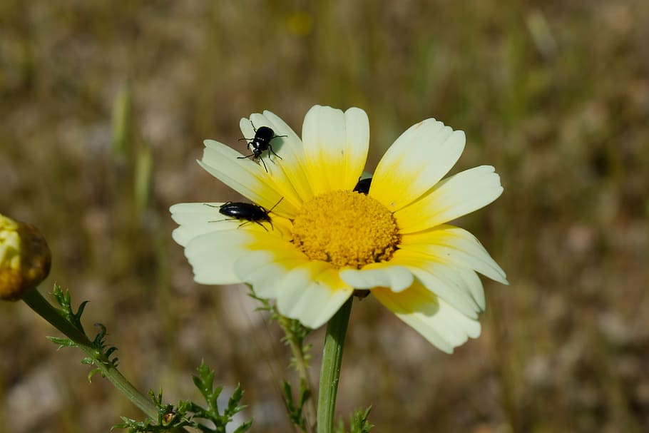 flower, bugs, nature, insect, yellow, white, flowering plant HD wallpaper