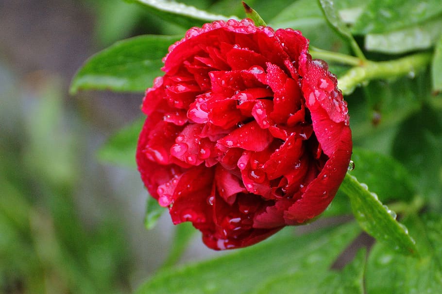 Peony, Drip, Raindrop, Nature, macro, beaded, drop of water HD wallpaper