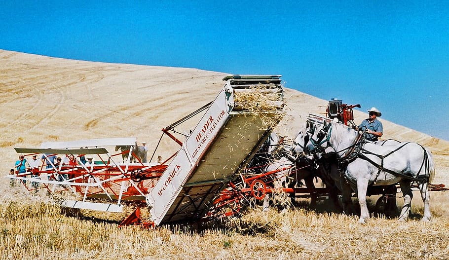 Antiquated threshing techniques in the field in Colfax, Washington, HD wallpaper