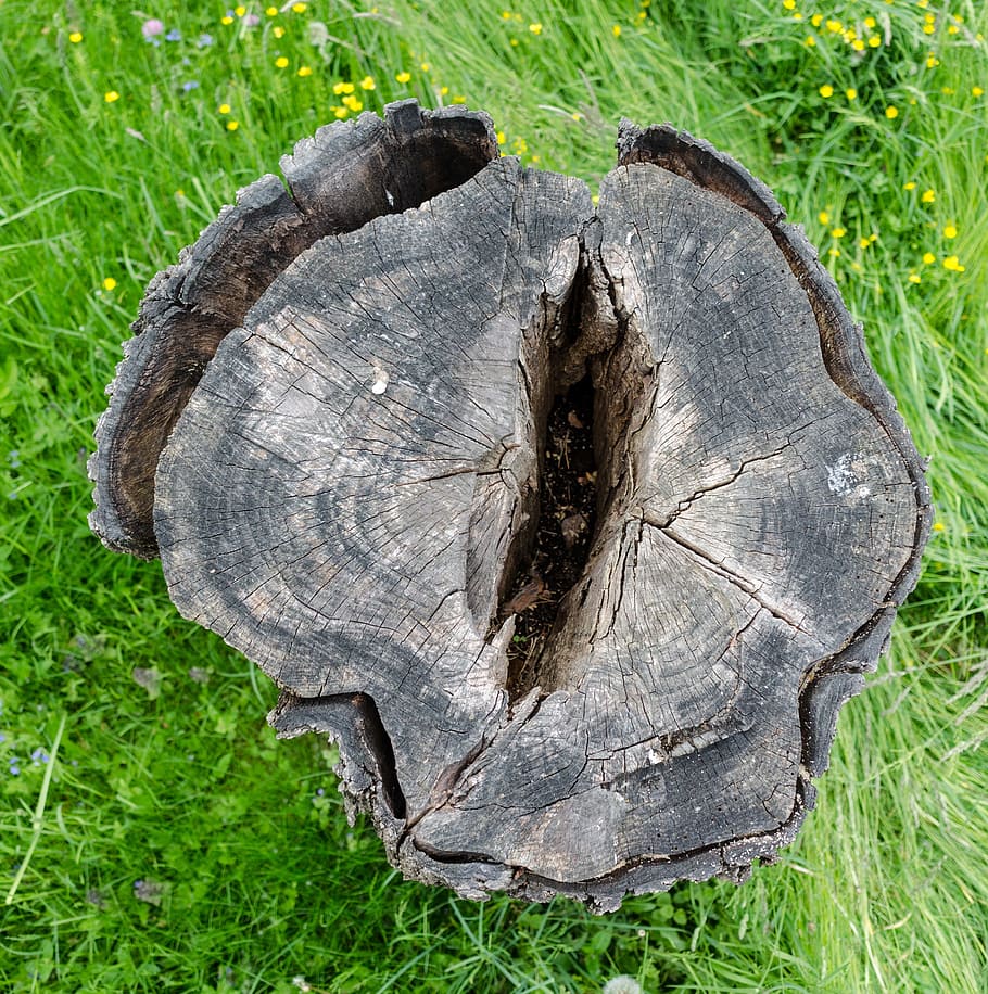 trunk, hole, wood, tree, nature, plant, forest, close-up, tree stump HD wallpaper