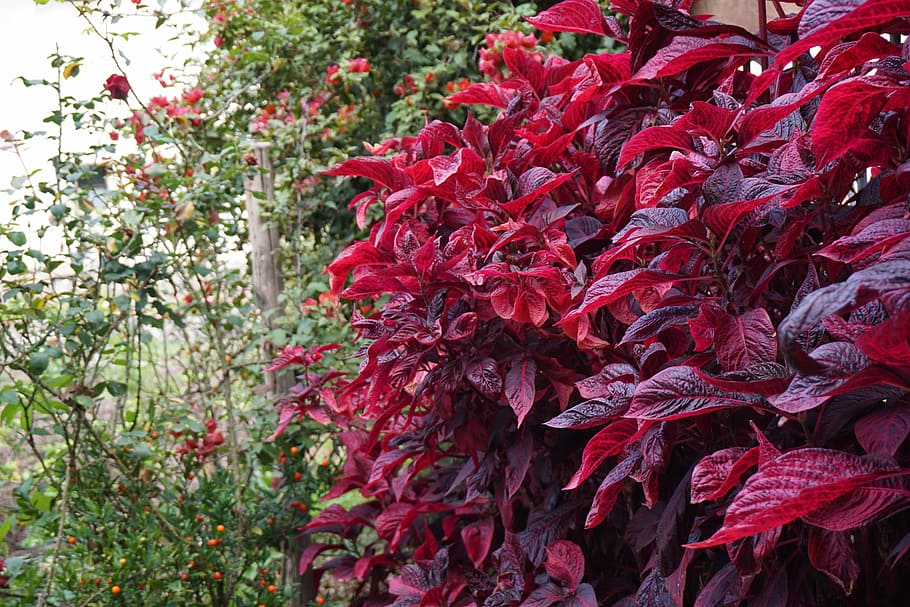 peru, flowers, rain forest, red, plant, beauty in nature, flowering plant HD wallpaper