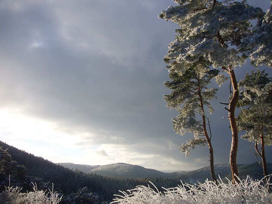 pine, view, landscape, nature, mogning, winter, frost, cold HD wallpaper