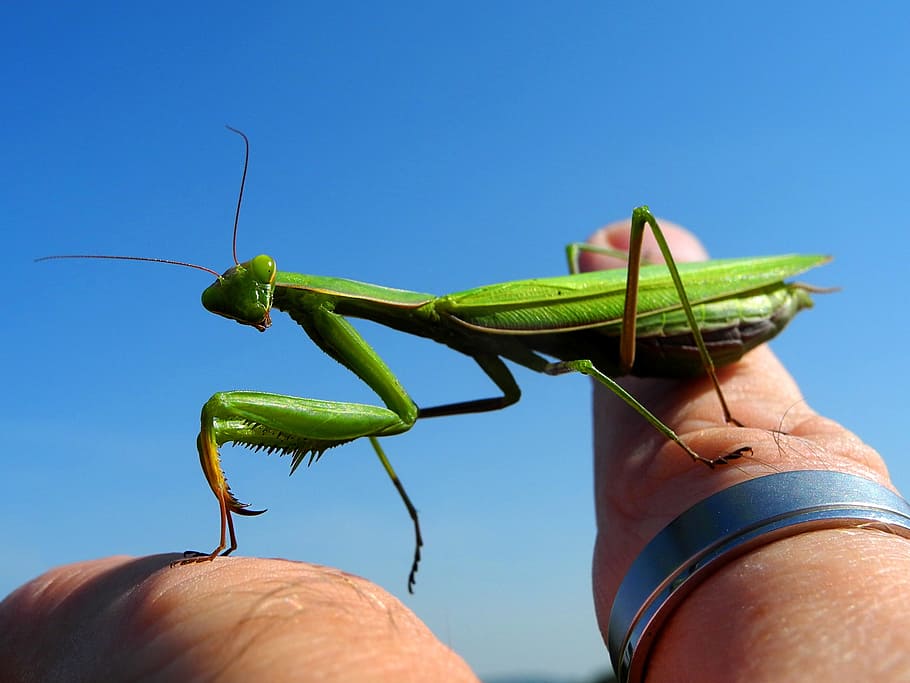 mantis, insect, green, human body part, human hand, one person HD wallpaper