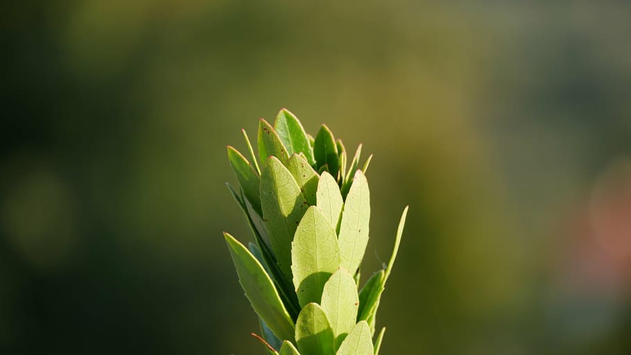 nature, close, plant, open, green, flower, spring, bud, macro HD wallpaper