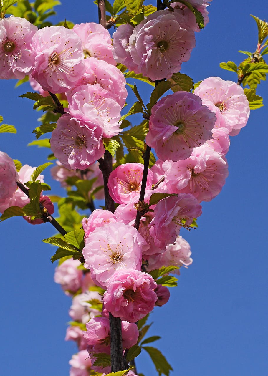 almond blossom, spring, flowering twig, almond tree, close, HD wallpaper