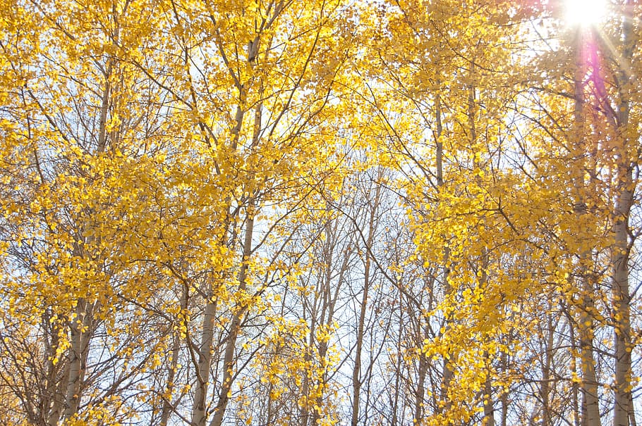 yellow trees, autumn, the sun shines through the leaves, clear day