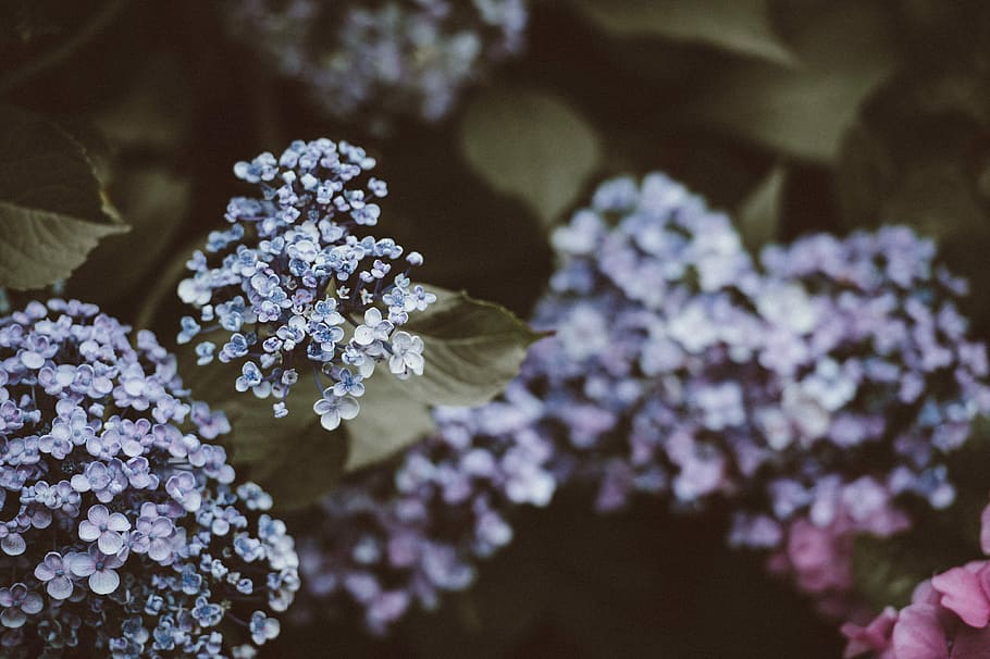 selective focus photography purple cluster flowers, bloom, tree HD wallpaper
