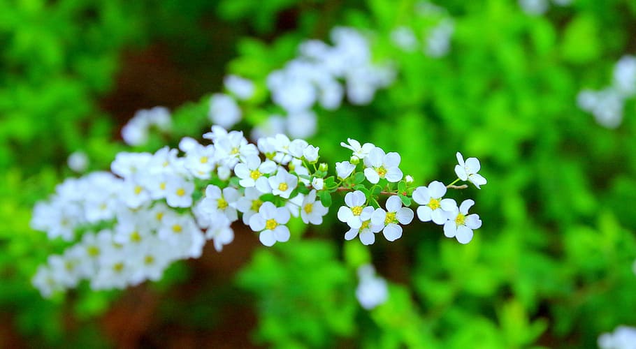 Cherry, Spring, Spring, Flowers, Japan, Wood, in full bloom HD wallpaper